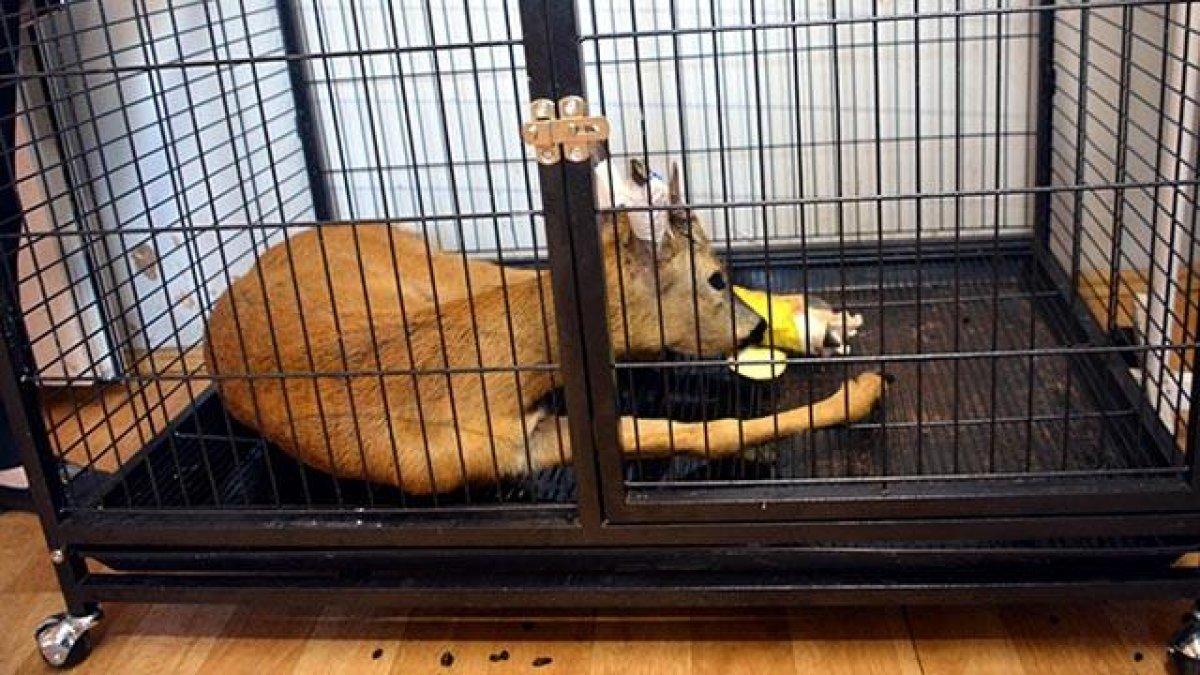 Zonguldak'ta otomobilin çarptığı karaca tedaviye alındı