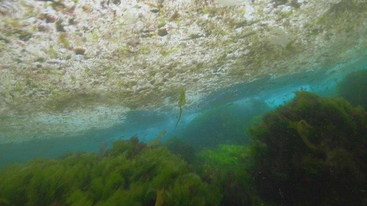 Marmara’yı deniz salyası kapladı
