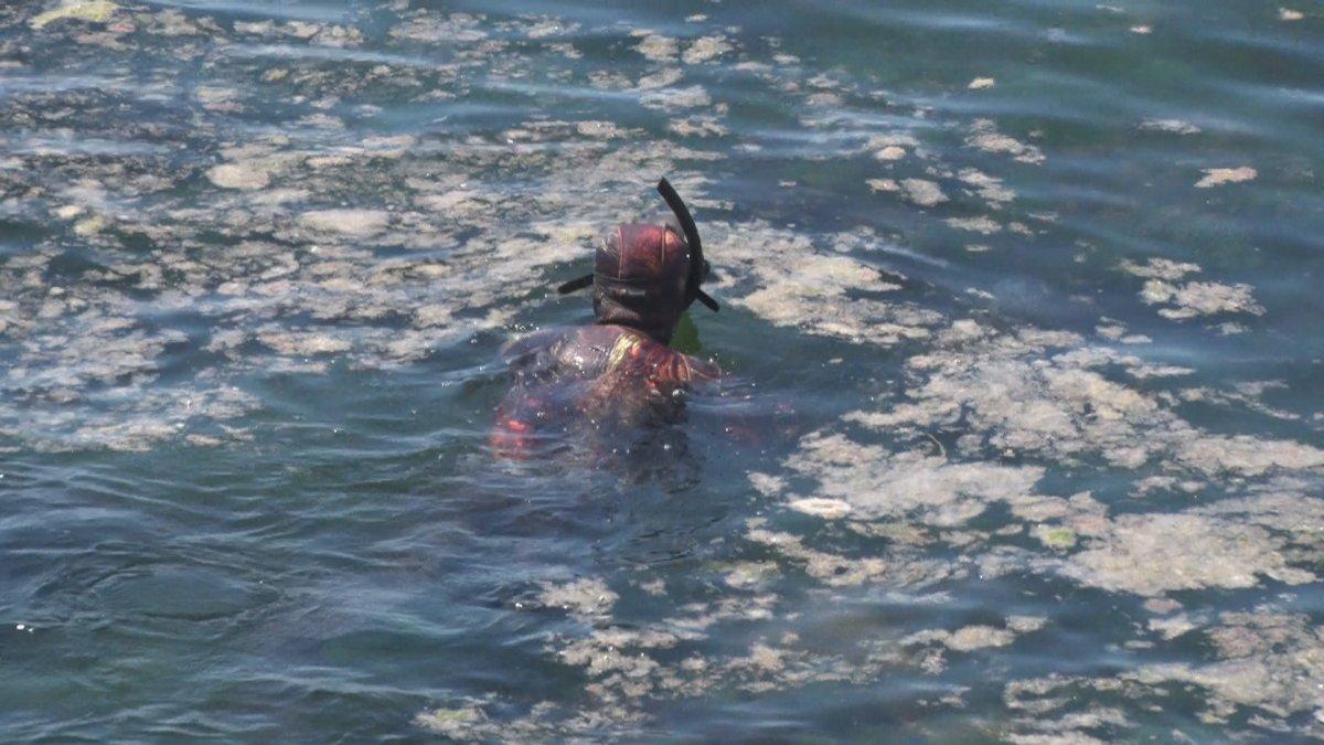 Marmara’yı deniz salyası kapladı