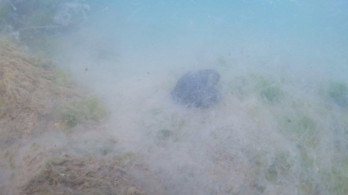 Marmara’yı deniz salyası kapladı