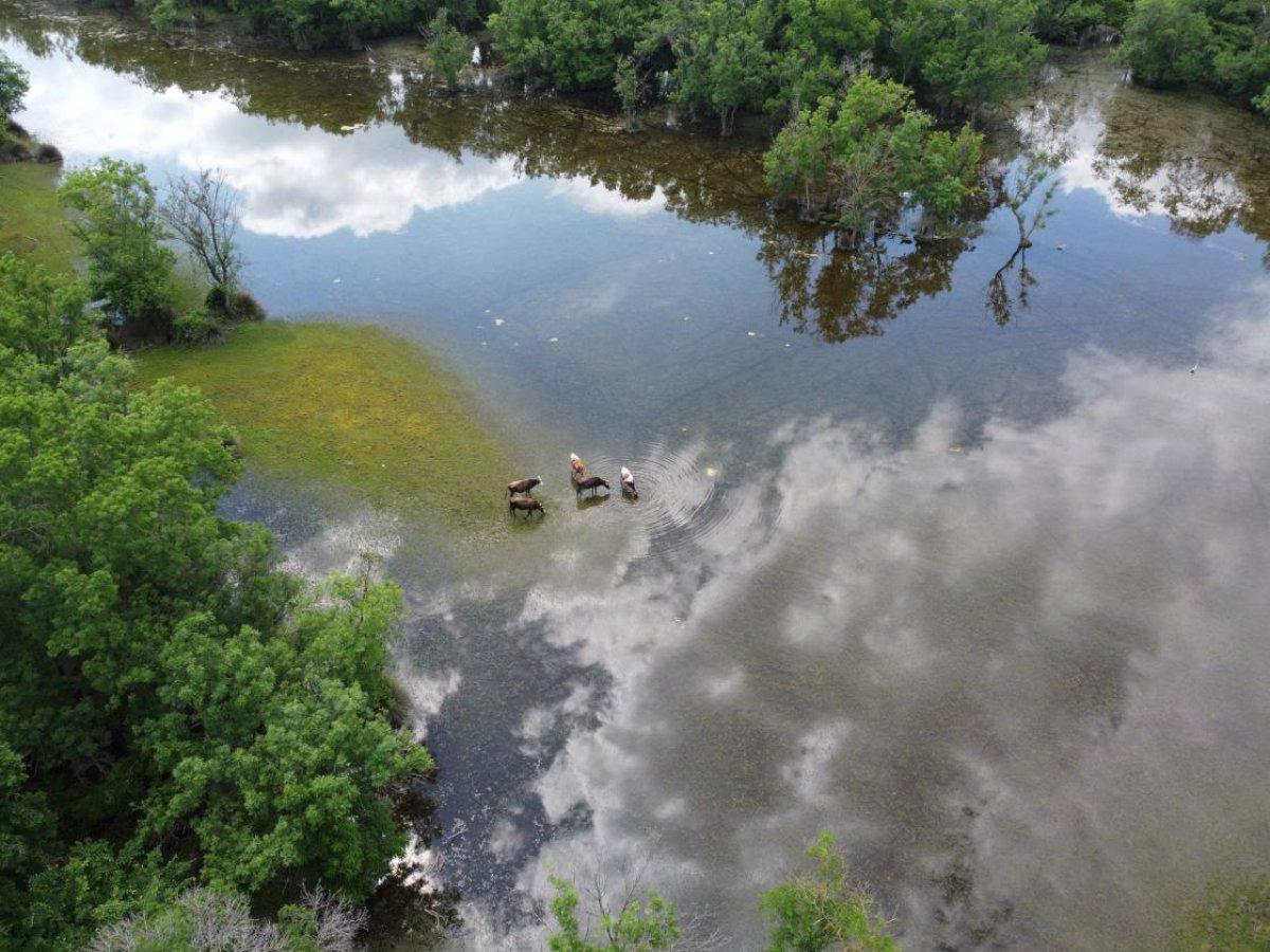 Karacabey Longozu, yemyeşil bitki örtüsüyle görenleri büyülüyor
