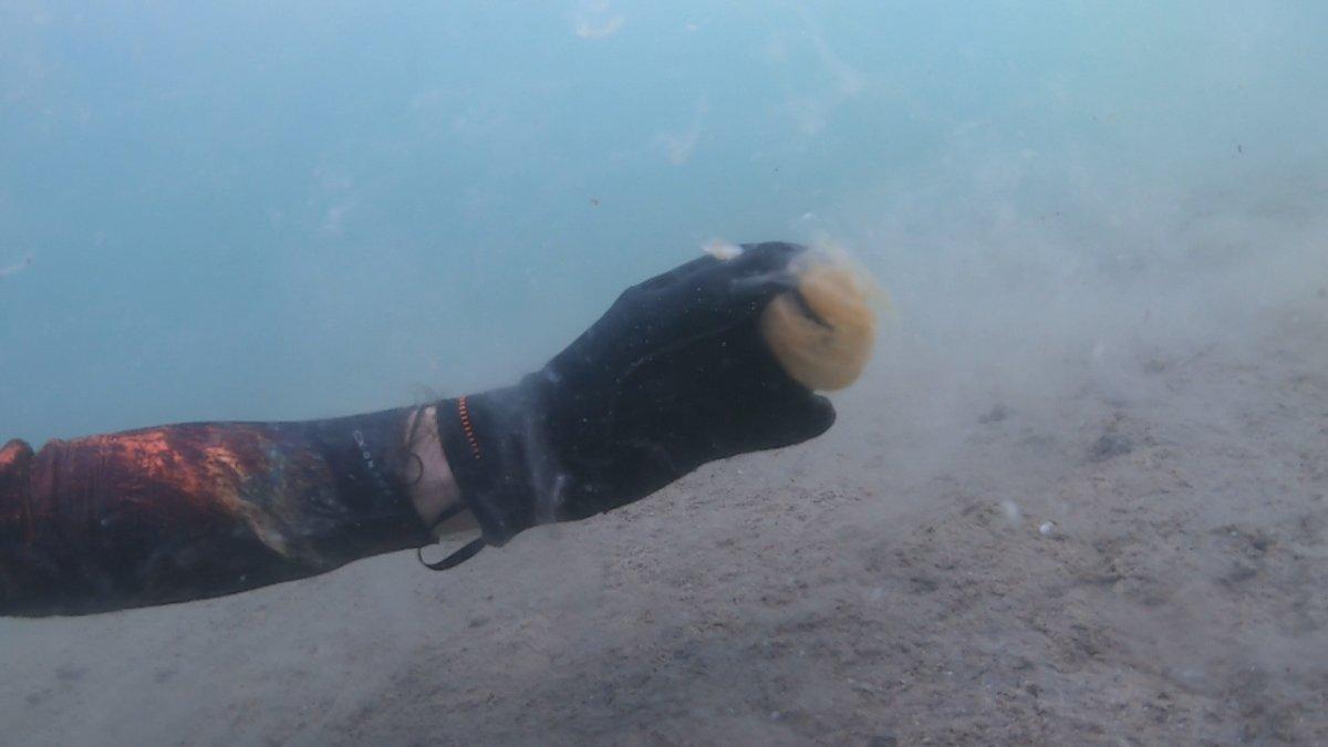 Marmara’yı deniz salyası kapladı