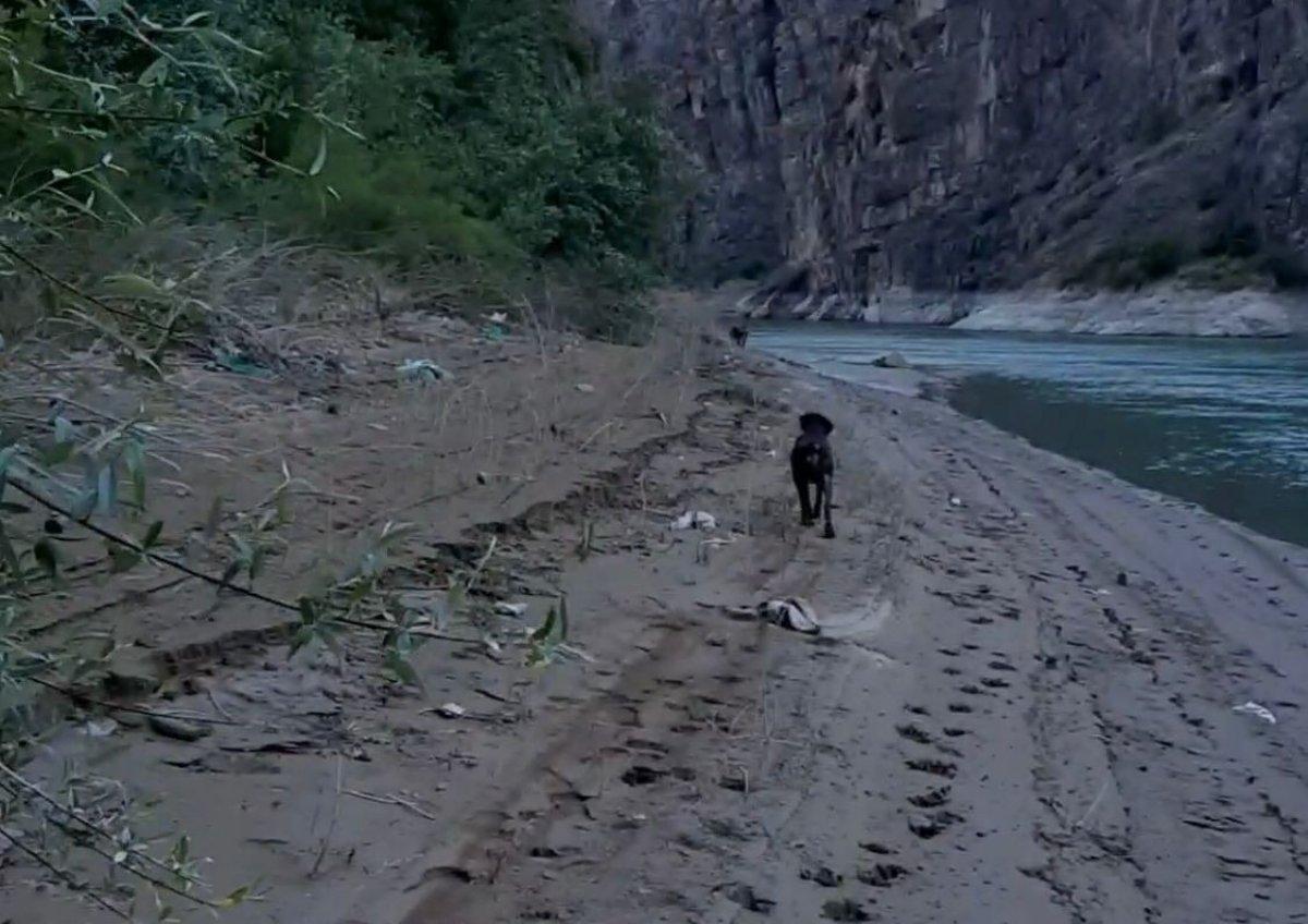 Artvin'de ayı saldırısına uğrayan adamı, köpeği kurtardı