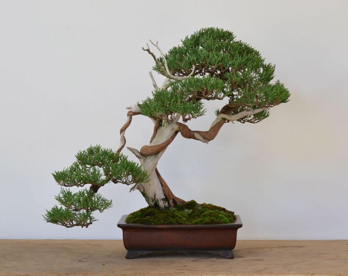 Evde yetiştirmesi tehlikeli olabilecek 7 bitki