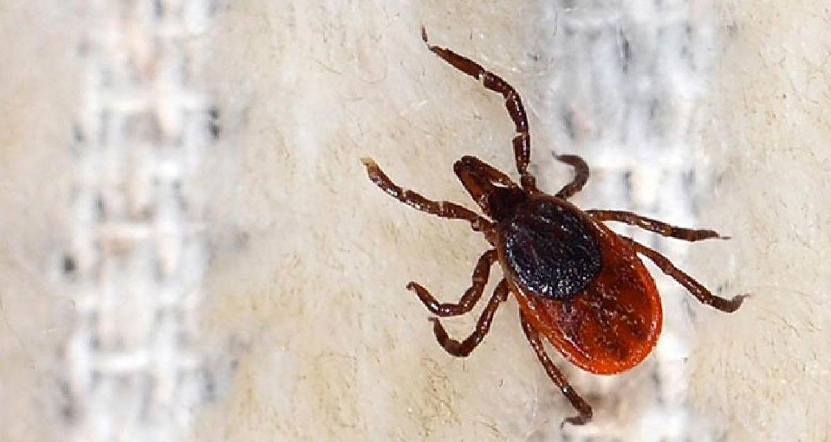 Prof. Dr. Parlak: Kene, koronadan daha tehlikeli