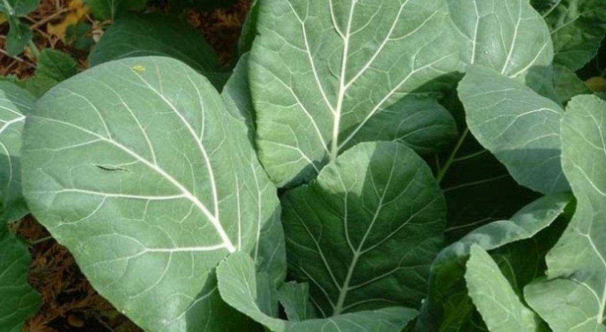 Kaygıyı azaltmaya yardımcı 10 gıda