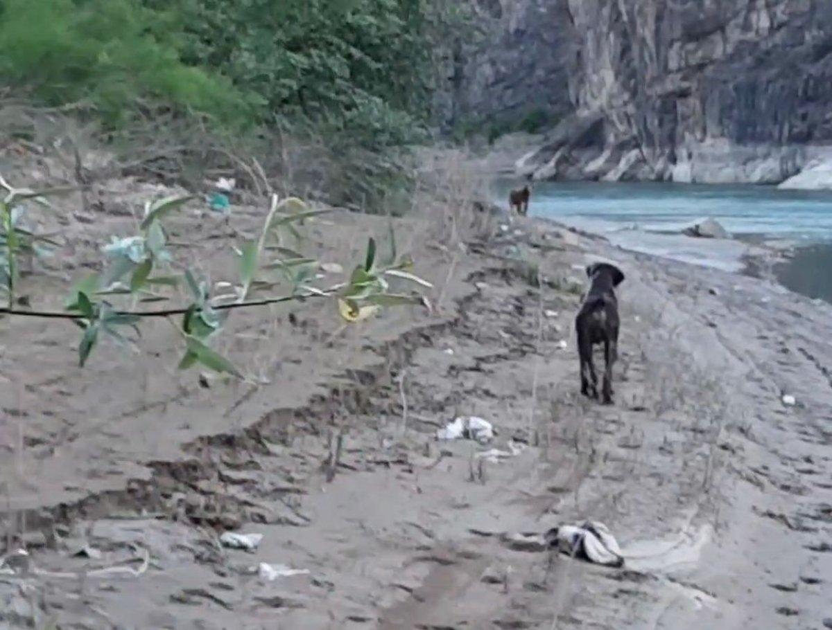 Artvin'de ayı saldırısına uğrayan adamı, köpeği kurtardı