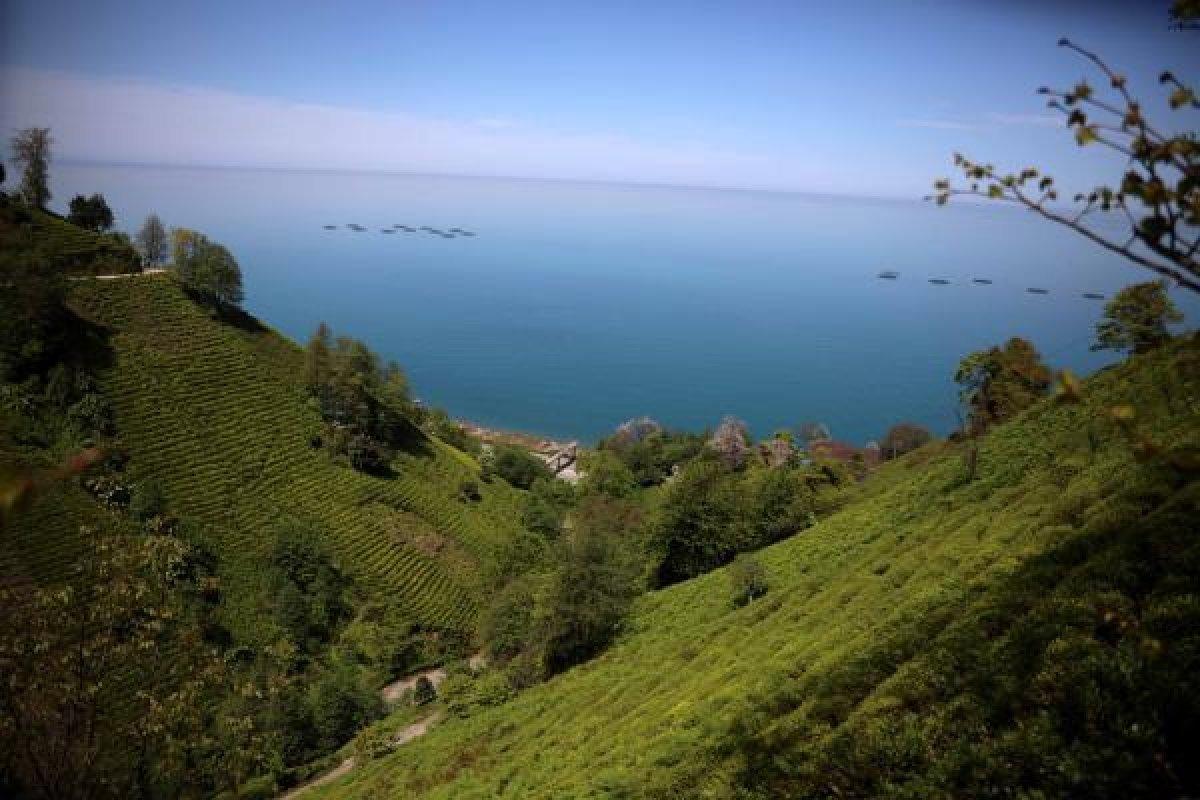 Rize'ye çay toplamaya gelen 30 bin kişiye uyarı