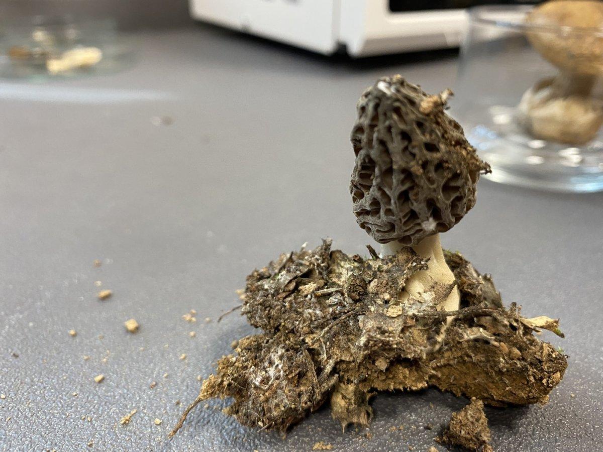 Kuzugöbeğinin fiyatı altınla yarışıyor