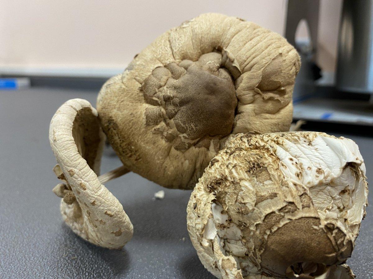 Kuzugöbeğinin fiyatı altınla yarışıyor