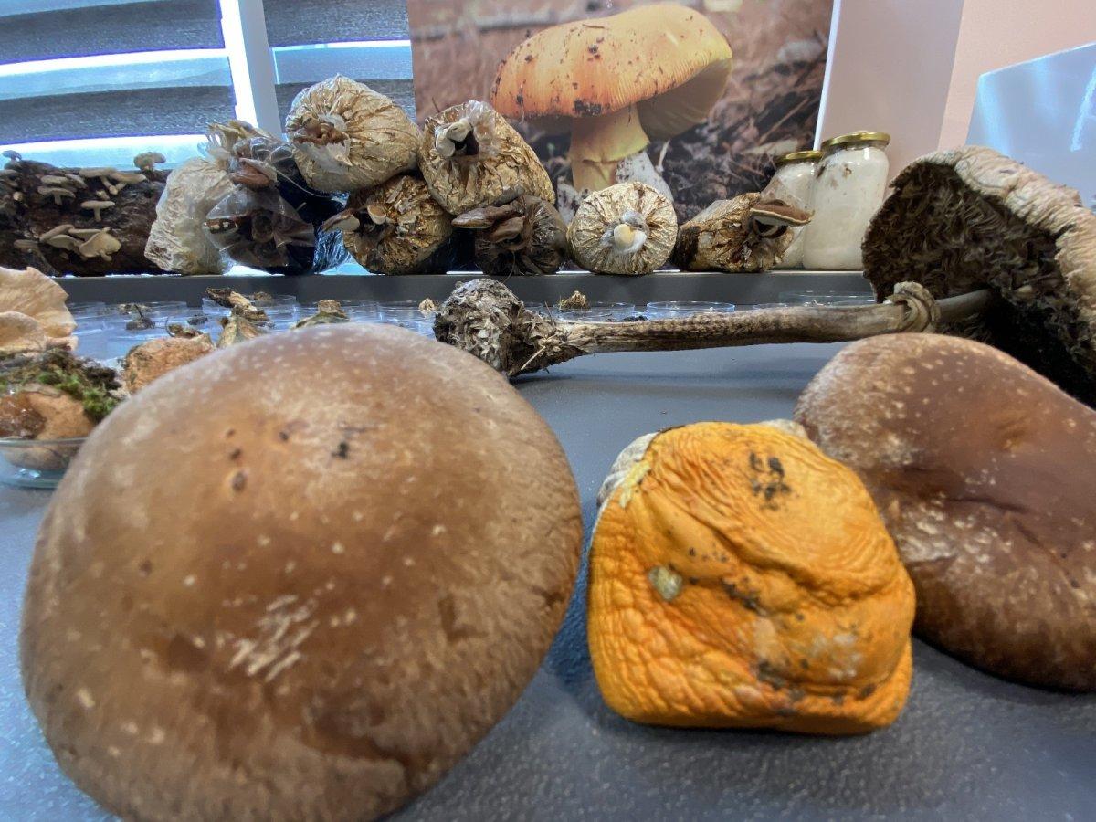 Kuzugöbeğinin fiyatı altınla yarışıyor