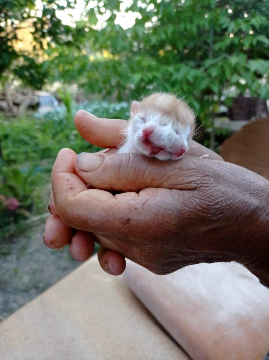 Muğla'da dünyaya gelen çift başlı kedi görenleri şaşkına çevirdi