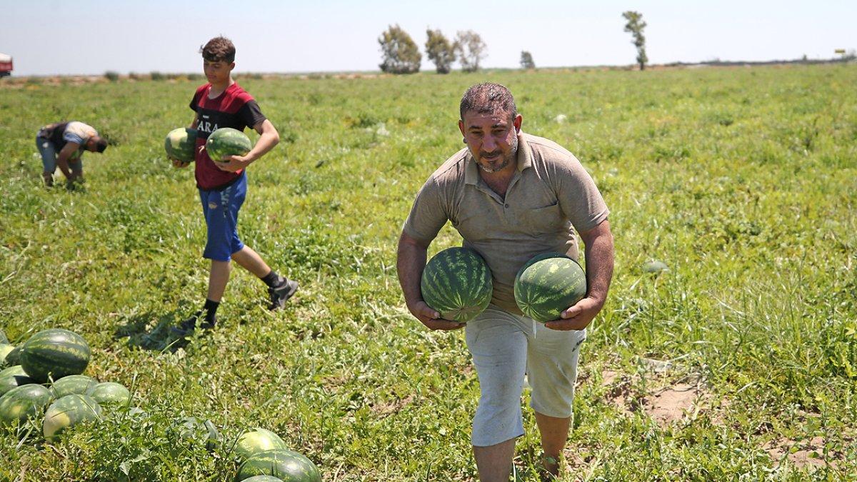 Adana karpuzunun fiyatı sevindirdi