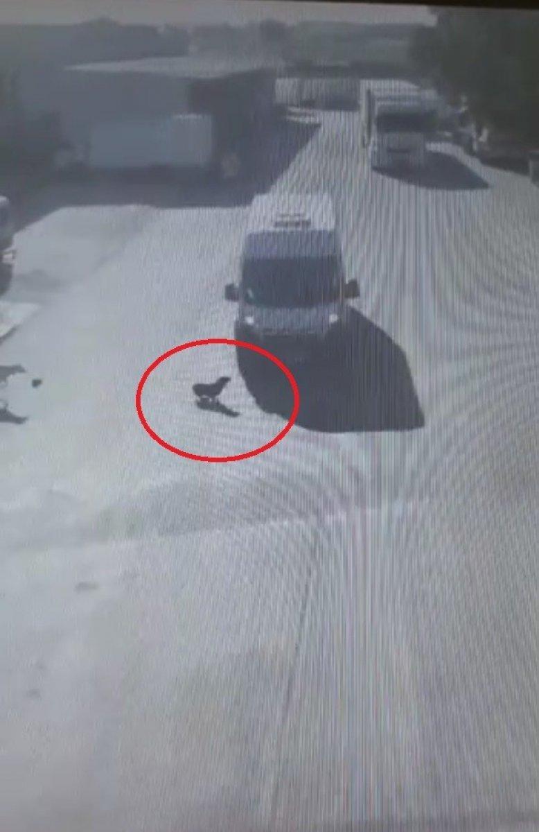 Eskişehir’de sürücü engelli köpeği ezdi