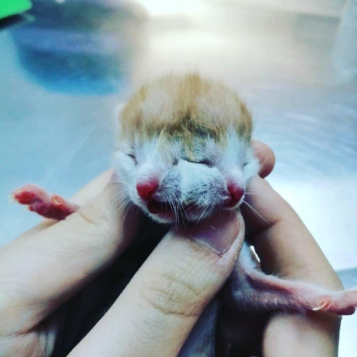 Muğla'da dünyaya gelen çift başlı kedi görenleri şaşkına çevirdi