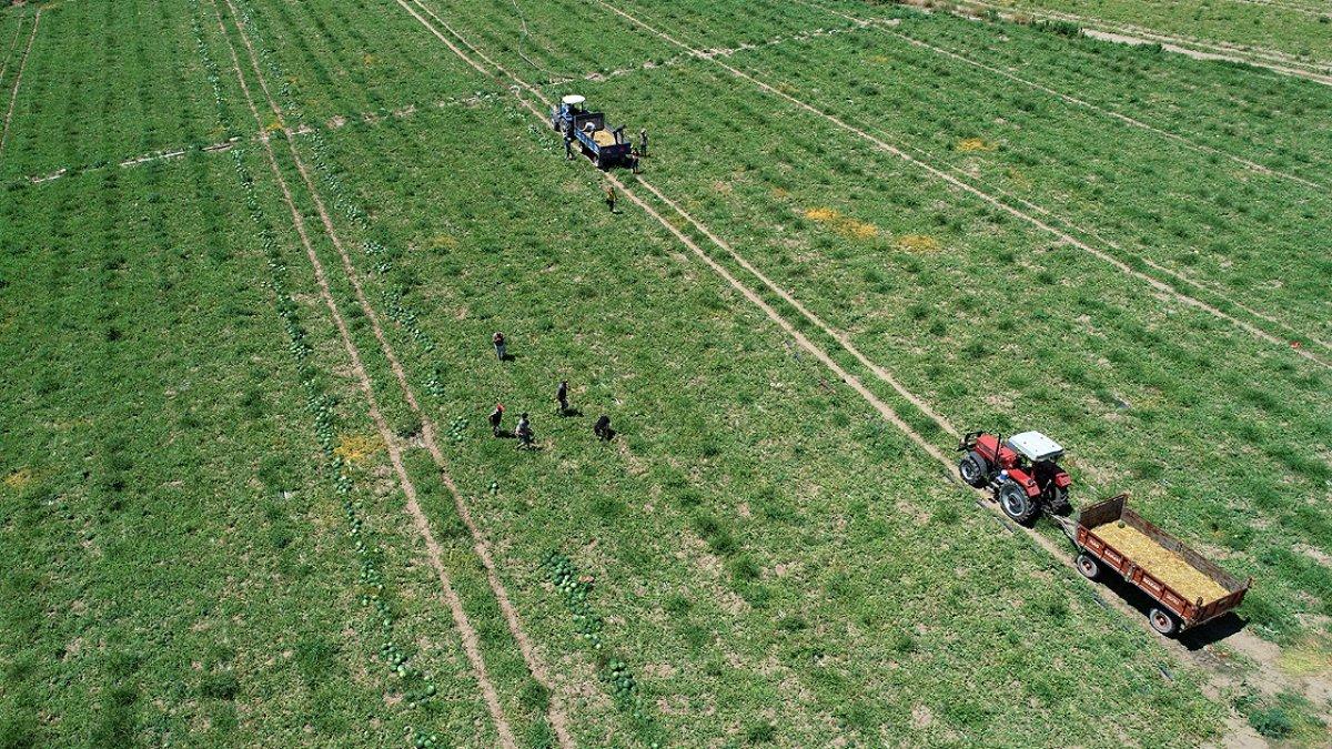 Adana karpuzunun fiyatı sevindirdi