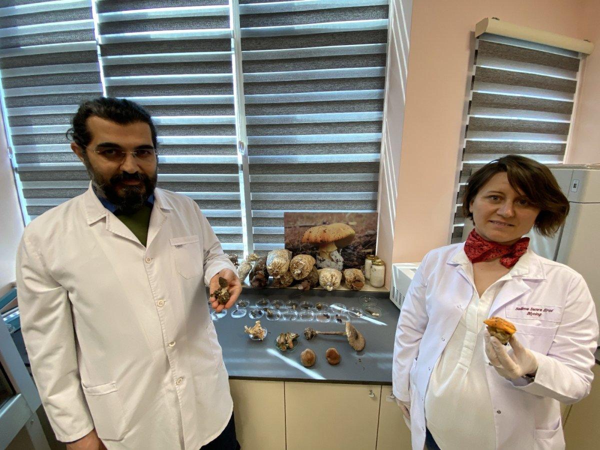 Kuzugöbeğinin fiyatı altınla yarışıyor