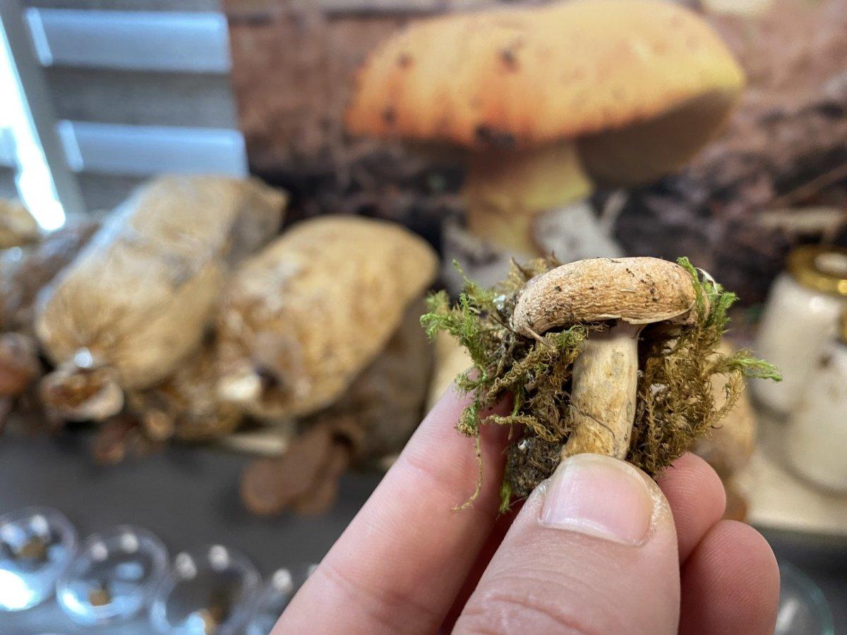 Kuzugöbeğinin fiyatı altınla yarışıyor