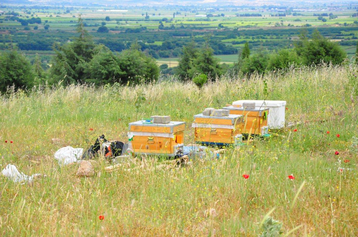 Manisa'da kovanlar, içindeki arılarla birlikte çalındı