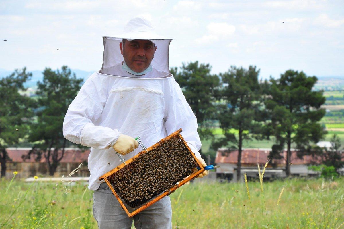Manisa'da kovanlar, içindeki arılarla birlikte çalındı