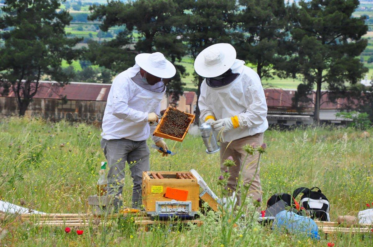 Manisa'da kovanlar, içindeki arılarla birlikte çalındı