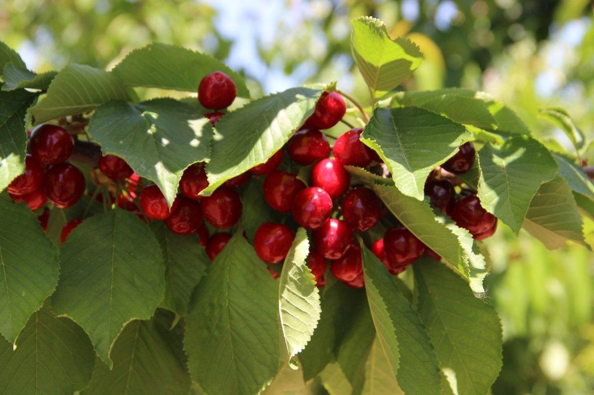 Kirazda rekolte düştü, fiyatlar arttı