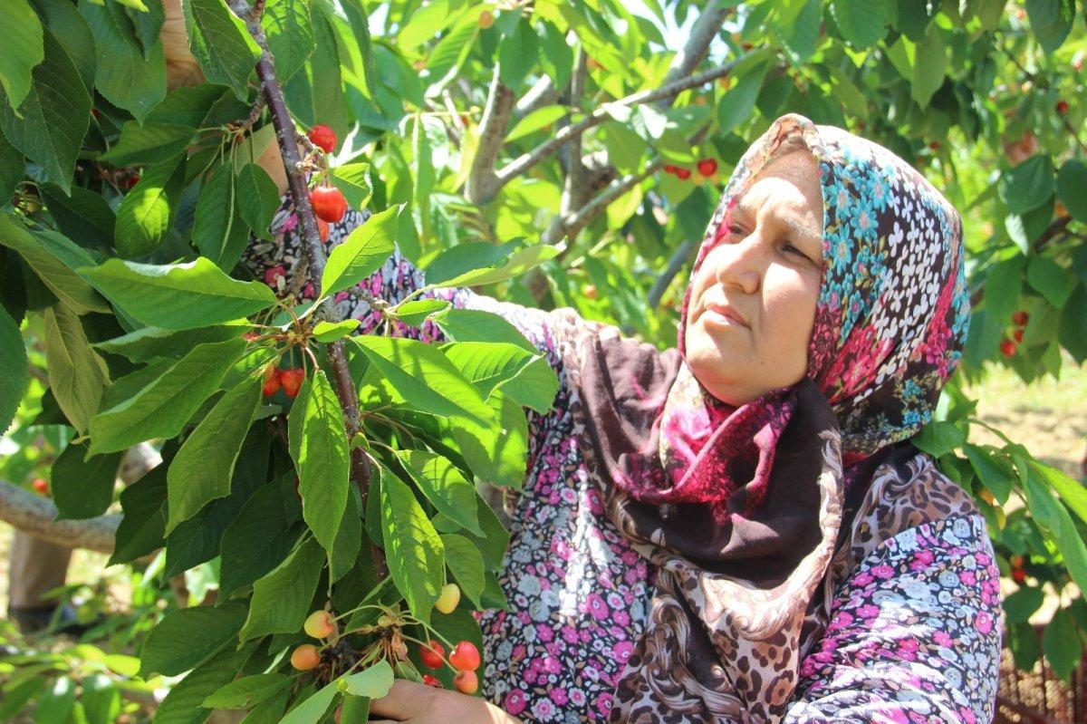 Kirazda rekolte düştü, fiyatlar arttı