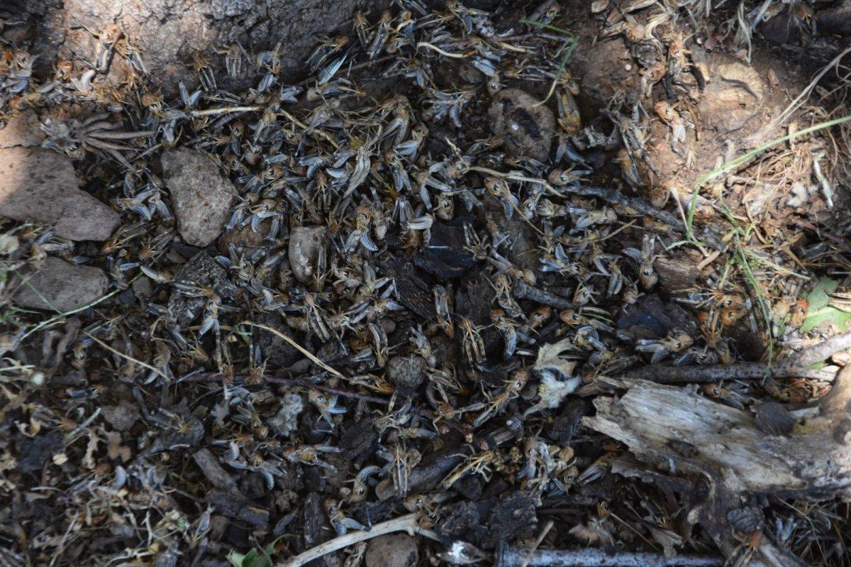 Bitlis'te bu yıl da çekirge istilası korkusu başladı