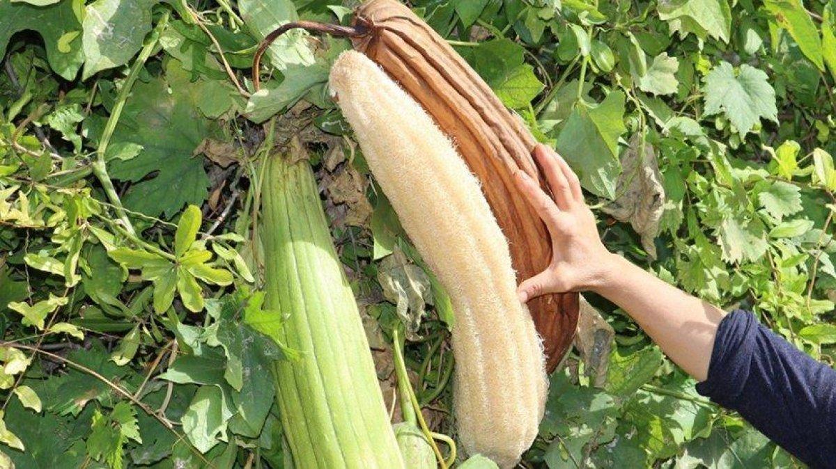 Doğal banyo kesesi: Kabak lifi nedir, nasıl kullanılır?