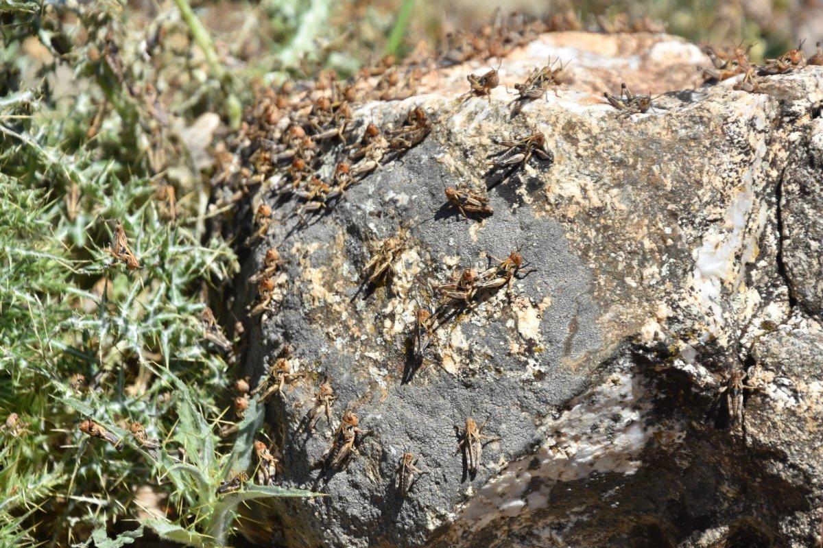 Bitlis'te bu yıl da çekirge istilası korkusu başladı