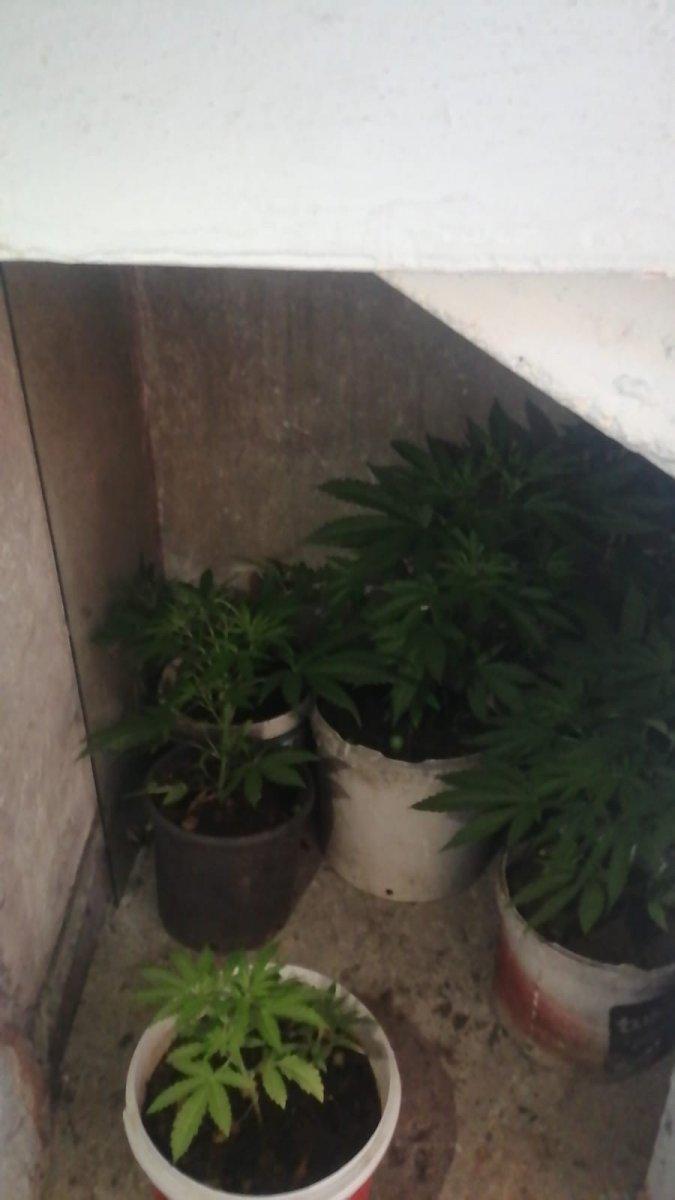 İstanbul'daki operasyonda 13 kök kenevir ele geçirildi