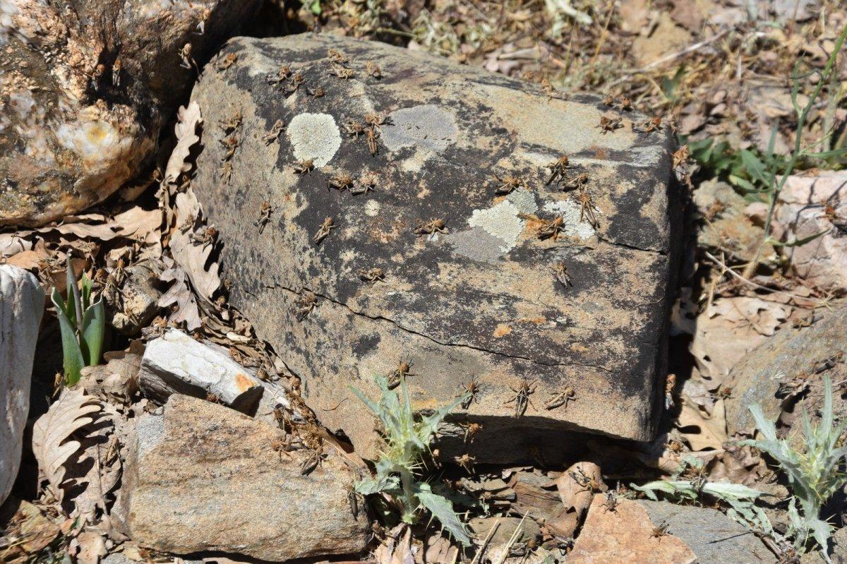 Bitlis'te bu yıl da çekirge istilası korkusu başladı