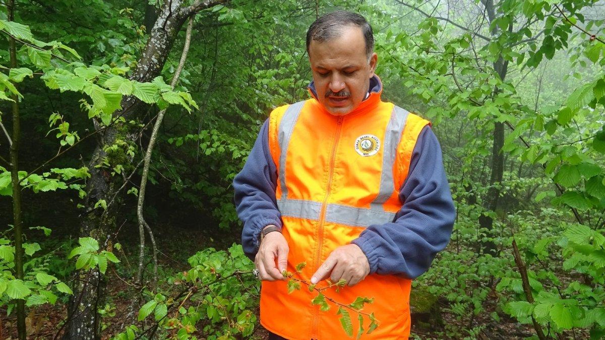 Gal arılarına karşı mücadeleye devam