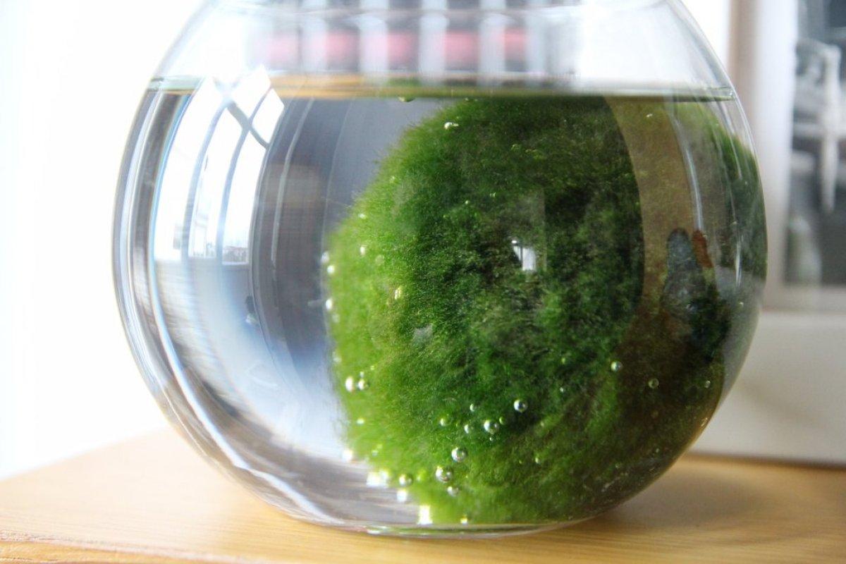 Şans getiren yosun topu: Marimo nedir? Marimo bakımı hakkında bilgiler