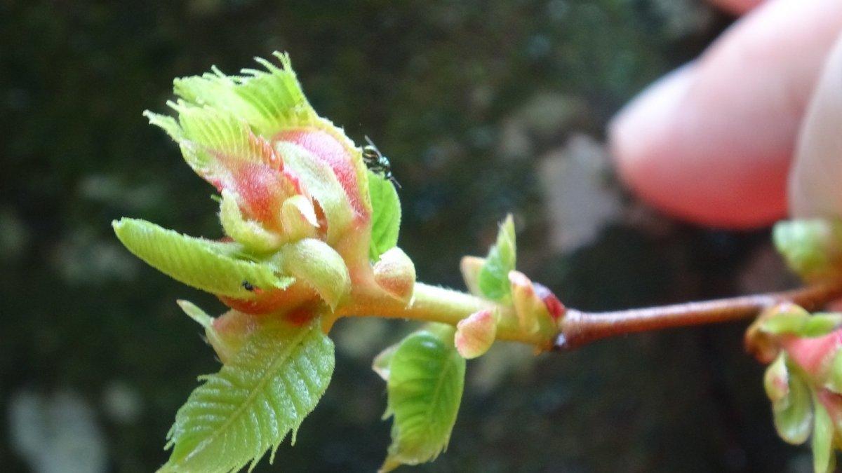 Gal arılarına karşı mücadeleye devam