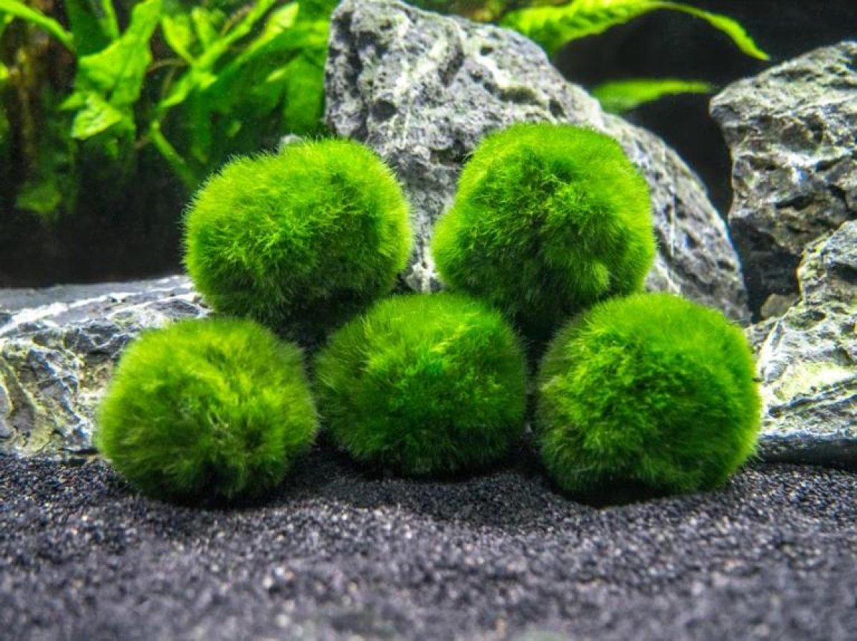 Şans getiren yosun topu: Marimo nedir? Marimo bakımı hakkında bilgiler