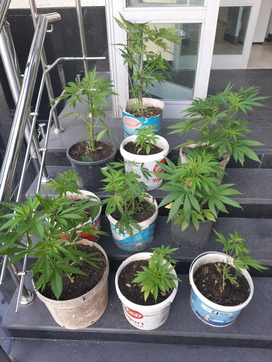 İstanbul'daki operasyonda 13 kök kenevir ele geçirildi