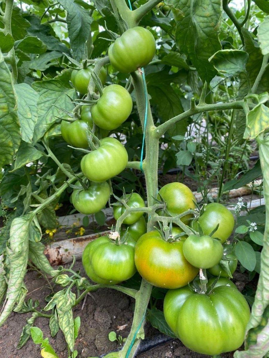 Çukurca seraları mahsul vermeye başladı