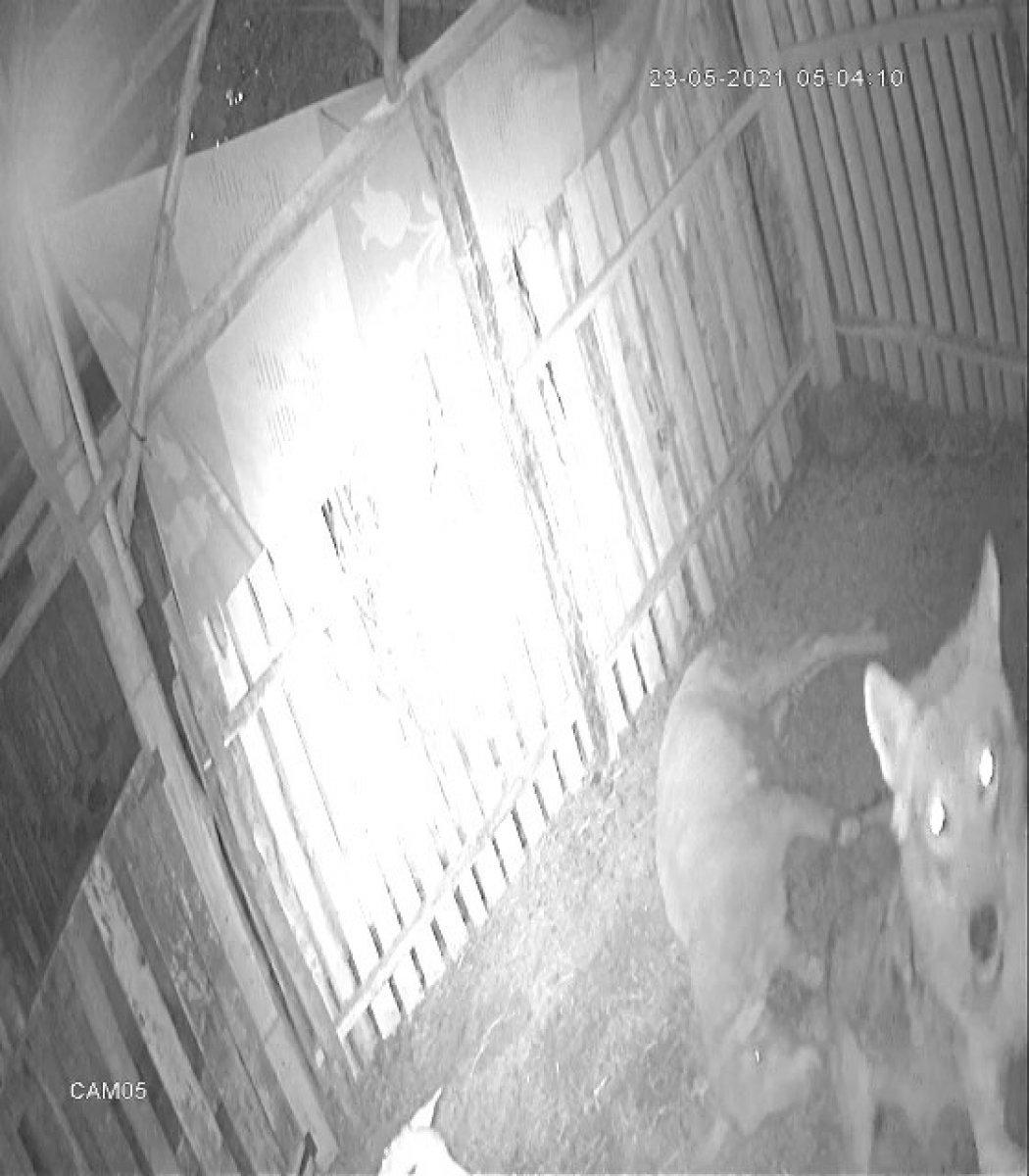 Denizli'de dağdan inen kurt, koyunları telef etti