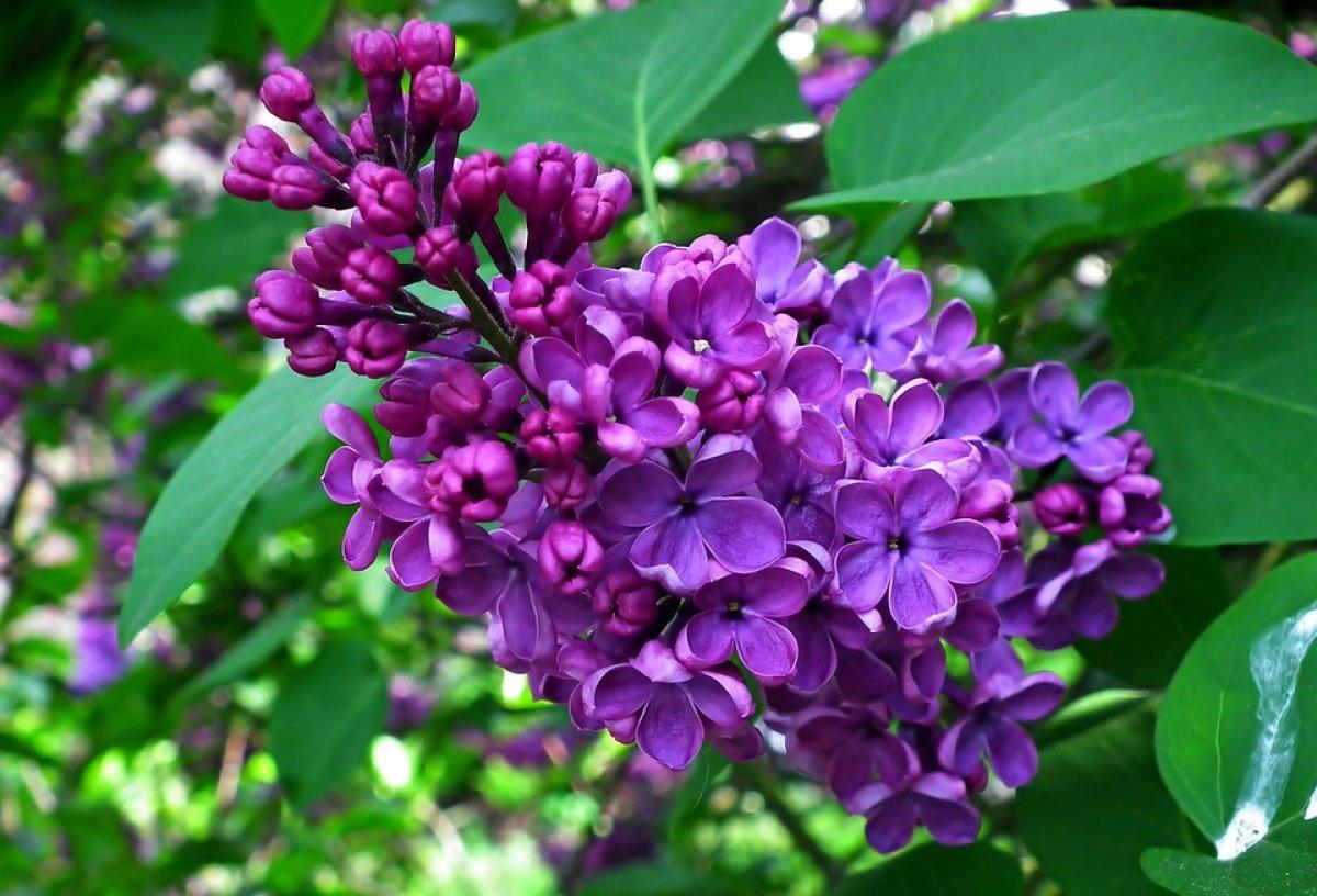 Hem saksıda, hem tabakta: Yenilebilir çiçekler hangileri?