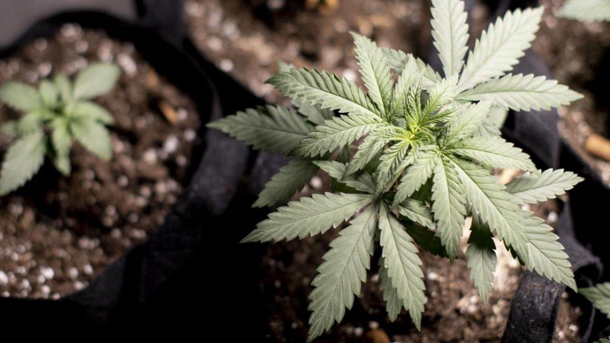 İstanbul'da uyuşturucu operasyonu: 574 kişiye gözaltı kararı