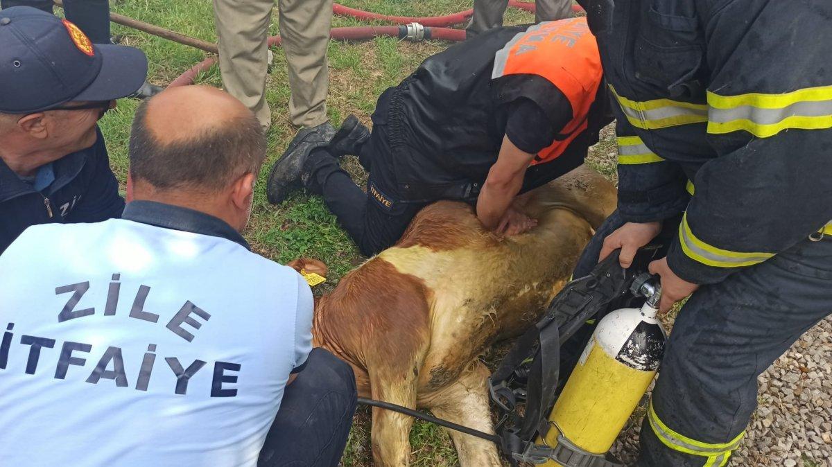 Tokat’ta, dumandan etkilenen danaya itfaiye suni teneffüs yaptı