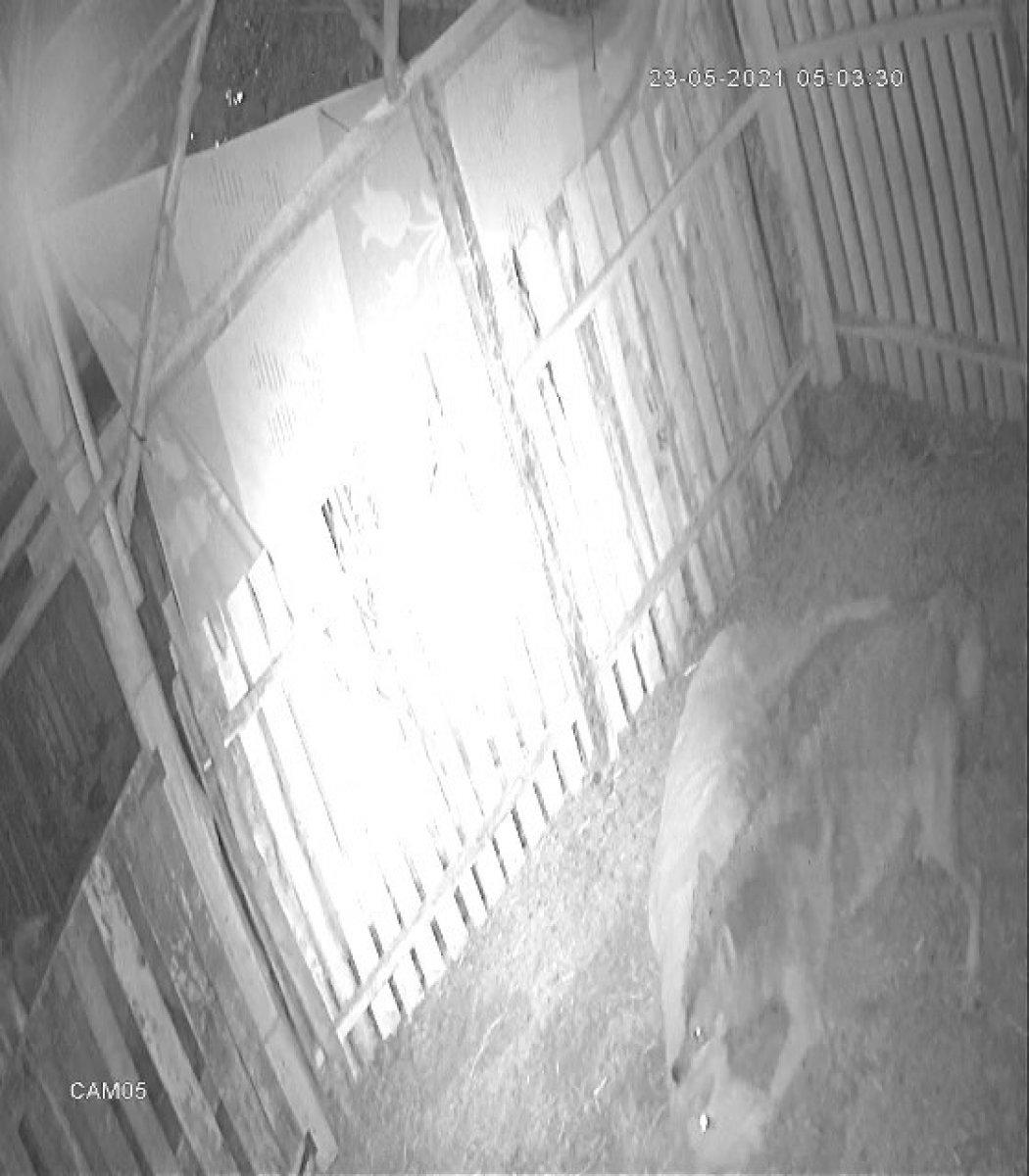 Denizli'de dağdan inen kurt, koyunları telef etti