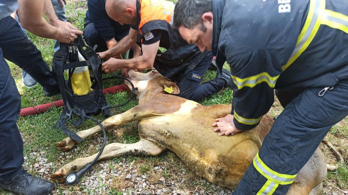 Tokat’ta, dumandan etkilenen danaya itfaiye suni teneffüs yaptı