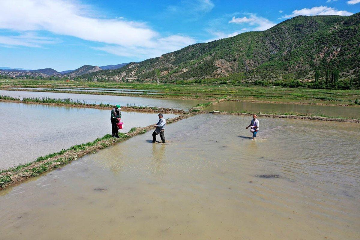 Tosya pirinci çok ünlü