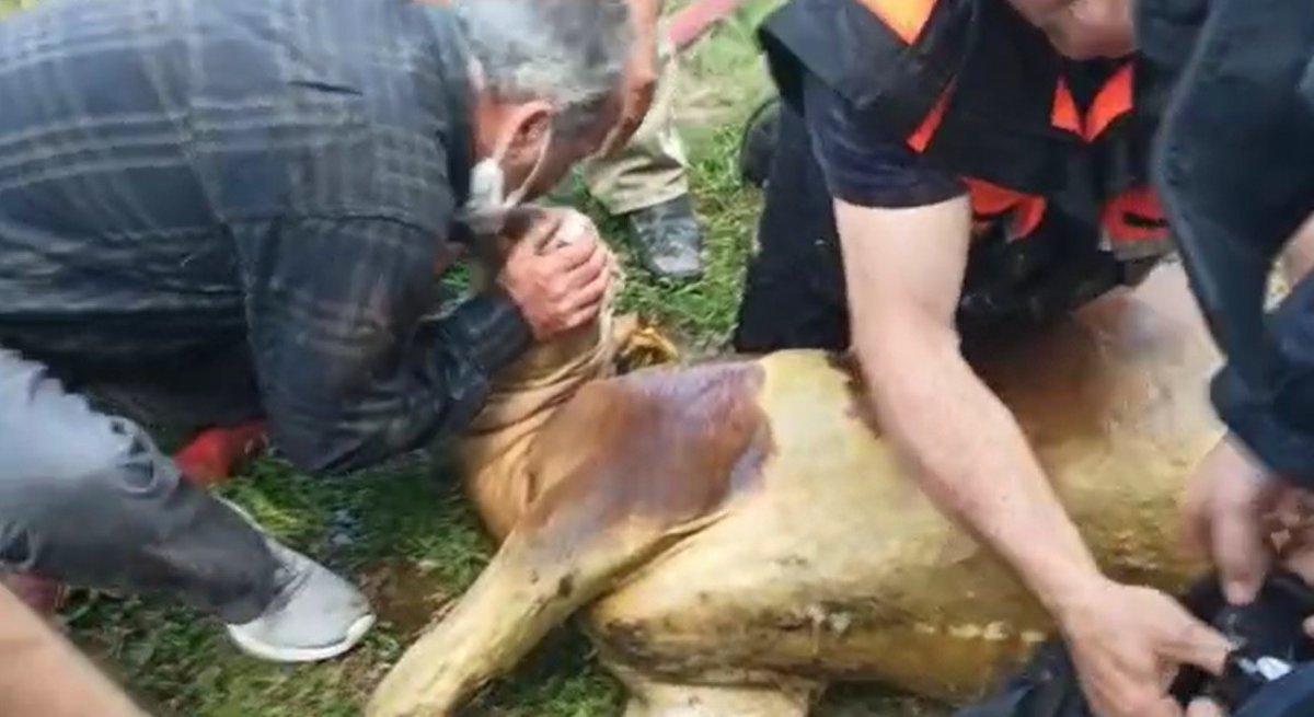 Tokat’ta, dumandan etkilenen danaya itfaiye suni teneffüs yaptı