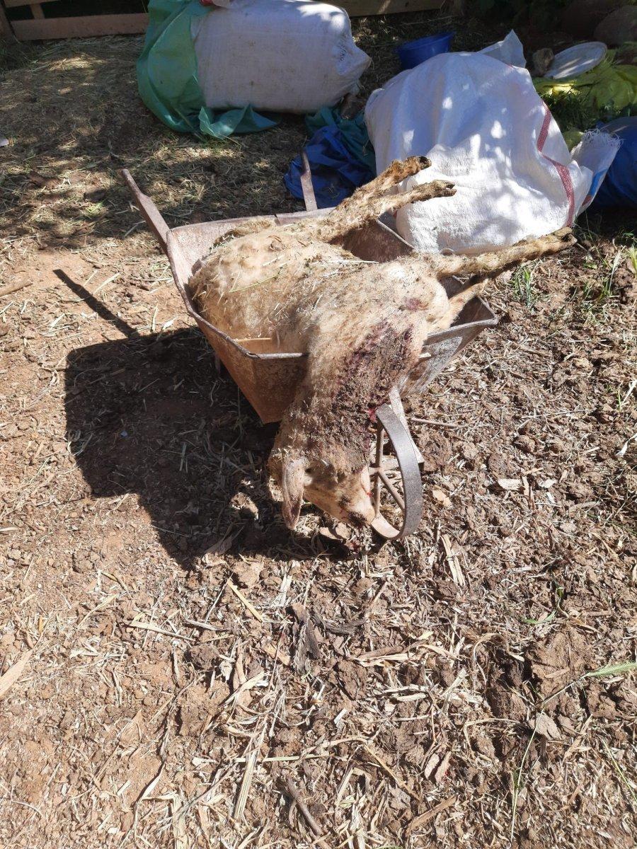 Denizli'de dağdan inen kurt, koyunları telef etti