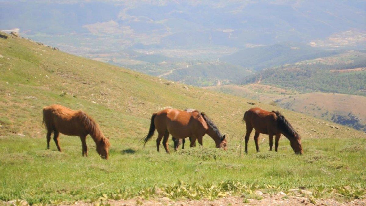 Denizli'de 'yılkı atları' görüntülendi