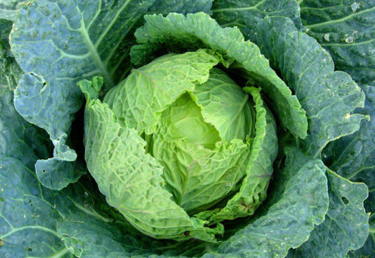 Göz sağlığı için en iyi 10 besin