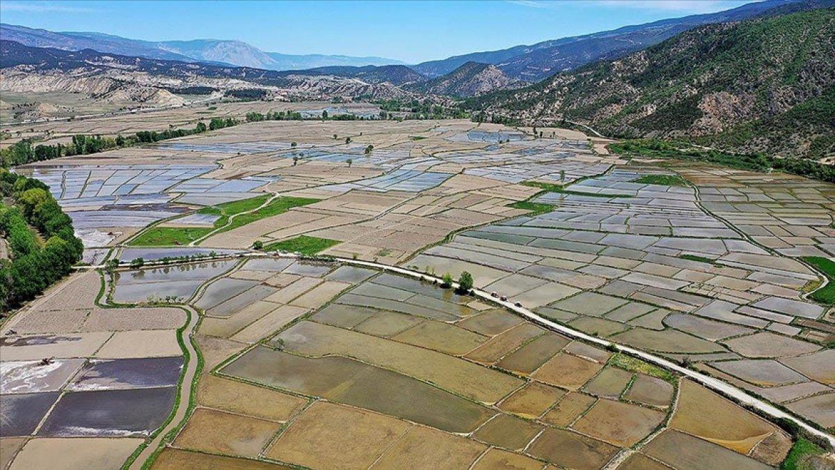 Tosya pirinci çok ünlü